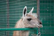 Объектив Sony FE 70-200mm F4 G OSS (SEL70200G):, фото 31