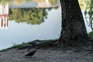 Объектив Sony FE 70-200mm F4 G OSS (SEL70200G):, фото 39