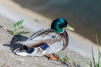 Телеобъектив Tamron SP 70-200mm F2.8 Di VC USD G2 с переменным фокусным расстоянием:, фото 33