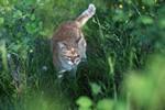 Объективы Tamron SP (super performance):, фото 16