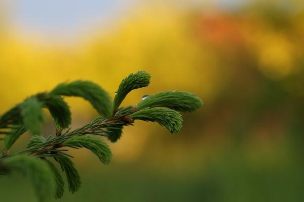 Объективы Tamron SP (super performance):, фото 53