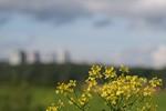 Объективы Tamron SP (super performance):, фото 63