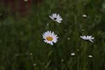 Объективы Tamron SP (super performance):, фото 66