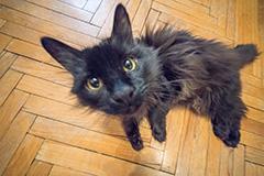 Объектив Voigtländer Heliar-Hyper Wide 10mm F5.6 Aspherical E-Mount:, фото 15