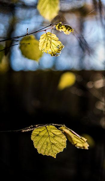 Объектив Sony Zeiss Sonnar T* FE 55mm F1.8 ZA (SEL55F18Z):, фото 9