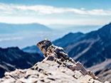 Объектив Sony Zeiss Sonnar T* FE 55mm F1.8 ZA (SEL55F18Z):, фото 49