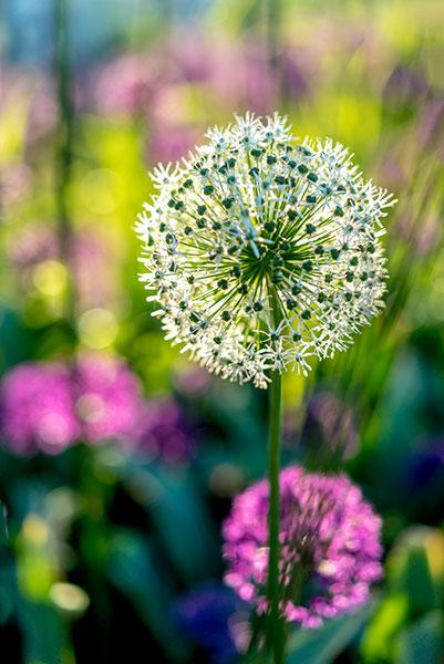 Объектив Sony Zeiss Sonnar T* FE 55mm F1.8 ZA (SEL55F18Z):, фото 25
