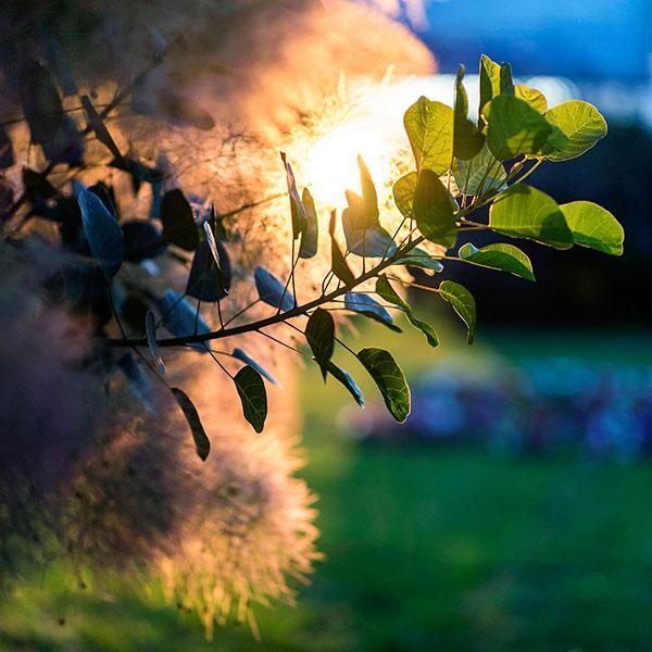 Объектив Sony Zeiss Sonnar T* FE 55mm F1.8 ZA (SEL55F18Z):, фото 8