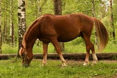 Видеосъемка фотоаппаратом Nikon D500