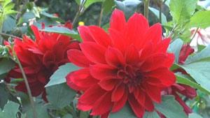 Panasonic NV-GS500, фото 13