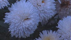 Panasonic NV-GS500, фото 17