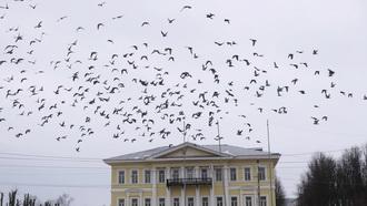 Видеосъемка фотоаппаратом, Panasonic DMC-LX100:, фото 7