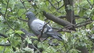 Panasonic SDR-T50, фото 11