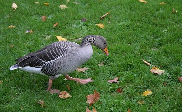 Duck