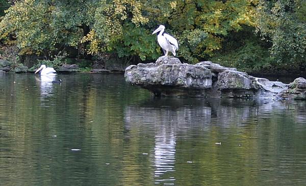 Pelican