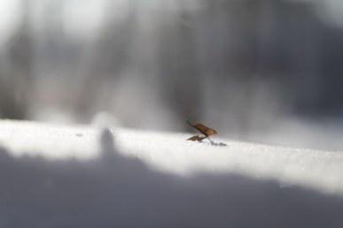 Объективы Canon EF 85mm F1.2L II USM и 85mm F1.4L IS USM:, фото 98