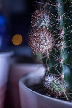 Макрообъектив со встроенной подсветкой Canon EF-M 28mm f/3.5 Macro IS STM:, фото 58
