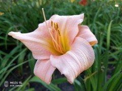 Флагманский смартфон Meizu 15:, фото 58