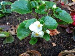 Meizu M8c:, фото 48