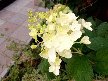Смартфон Alcatel 5V:, фото 53
