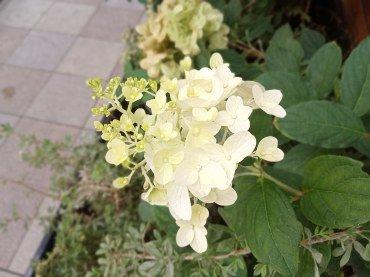 Смартфон Alcatel 5V:, фото 54
