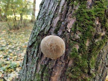 Смартфон Meizu 16th:, фото 50
