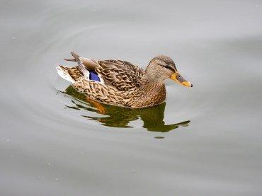 Системная беззеркальная камера Olympus OM-D E-M1X:, фото 1472