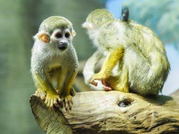 Системная беззеркальная камера Olympus OM-D E-M1X:, фото 1516