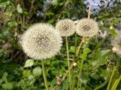 Флагманский смартфон Nokia 9 Pureview, фото 65