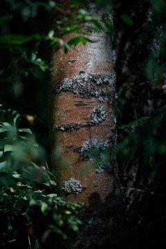 Объектив Canon RF 85mm F1.2L USM:, фото 13