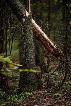 Объектив Canon RF 85mm F1.2L USM:, фото 60