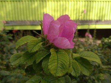 Смартфон Honor 8C:, фото 44