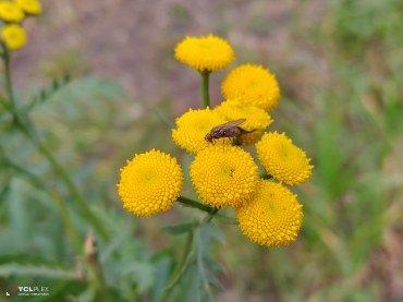 TCL Plex:, фото 49