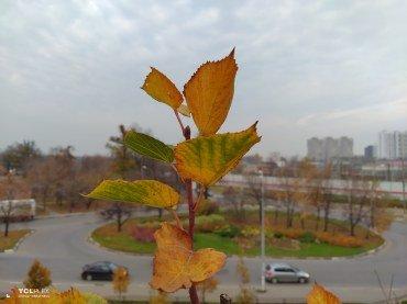 TCL Plex:, фото 53