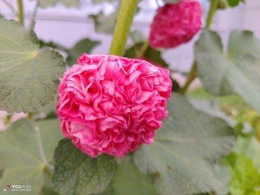 TCL Plex:, фото 55