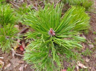 TCL Plex:, фото 57
