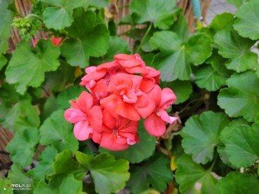 TCL Plex:, фото 40