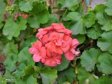 TCL Plex:, фото 41