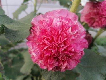 Смартфон Honor 9X Premium (STK-LX1):, фото 52