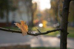 Объектив Samyang AF 85mm F1.4 F:, фото 40