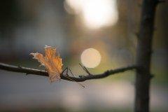 Объектив Samyang AF 85mm F1.4 F:, фото 37