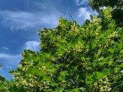 Смартфон Honor 30:, фото 57
