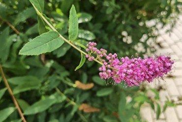 Смартфон Huawei P40 Pro+:, фото 67