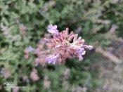 Смартфон Poco F2 Pro:, фото 60