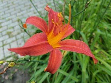 Смартфон Honor 30i:, фото 43