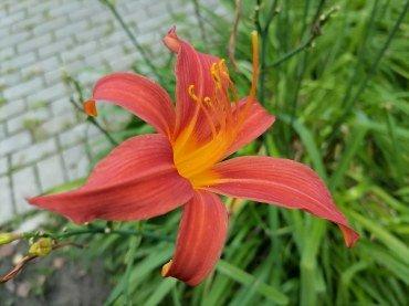 Смартфон Honor 30i:, фото 44