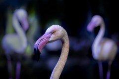Полнокадровая беззеркальная фотокамера Nikon Z5:, фото 453