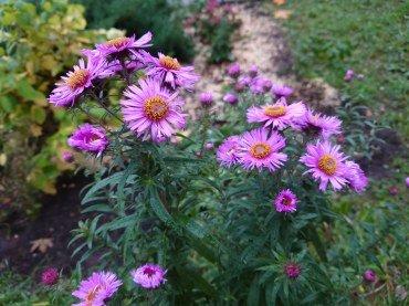 Смартфон Sony Xperia 5 II:, фото 44