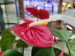 Смартфон Realme 8 Pro:, фото 61