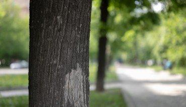 Сверх­&shy;светосильный объектив Nikkor Z 50mm f/1.2 S:, фото 12
